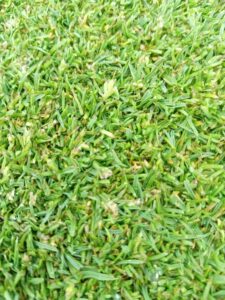 Poa annua